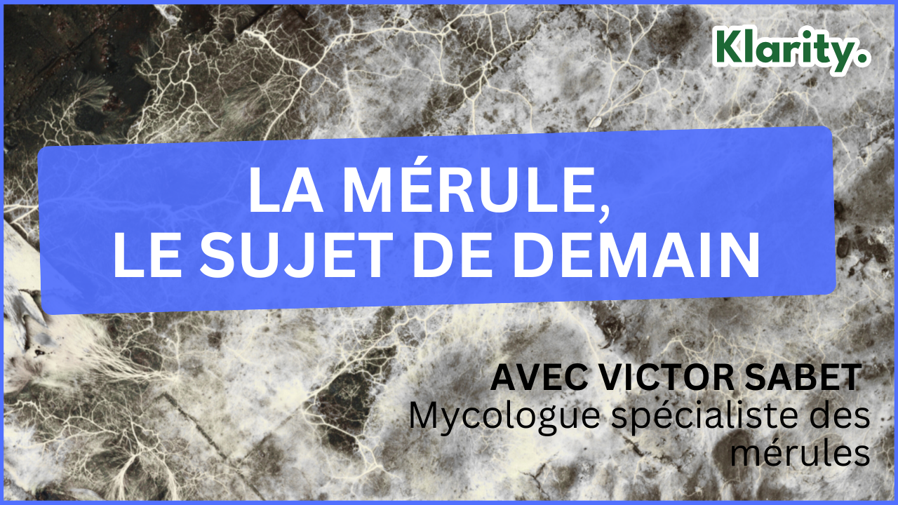 🎙️ Mérule & Assurance : comprendre les risques et prévenir les sinistres